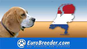 Raising a Dobermann: Training, Socialization & Harnessing Their Energy