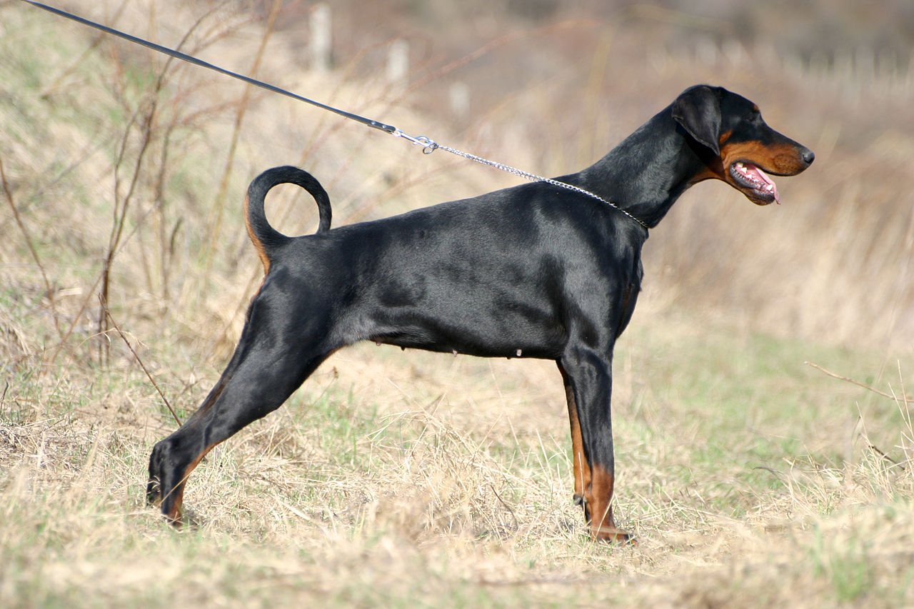 The Dobermann Character: Loyal, Intelligent, and Misunderstood